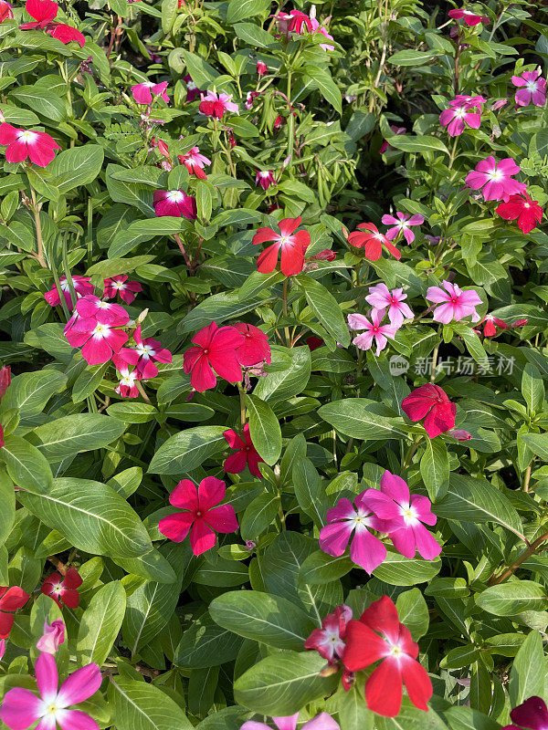 粉红色开花的Sadabahar /马达加斯加长春花植物(Catharanthus roseus)生长在花盆中，展示在花园中心，绿色叶子背景，重点在前景，高架视图